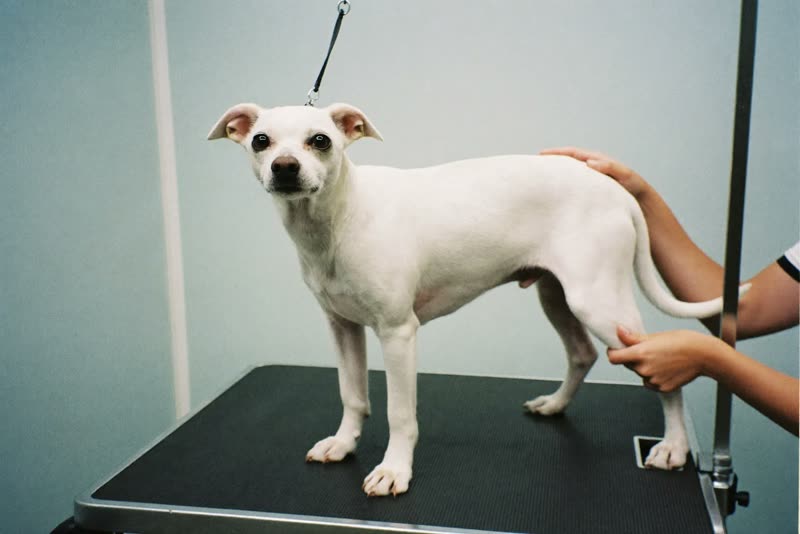 A dog standing on a grooming table