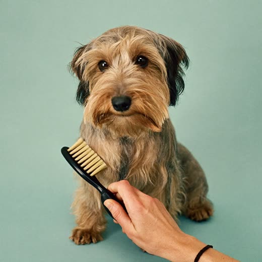 A small terrier being brushed