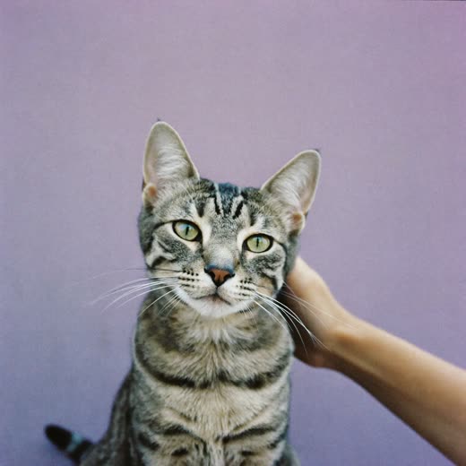A cat being combed